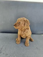 Mila , a female Goldendoodle for sale in Rancho Cordova, CA – Photo 6 of 7