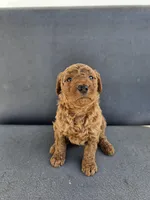 Mila , a female Goldendoodle for sale in Rancho Cordova, CA – Photo 2 of 7