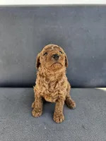 Mila , a female Goldendoodle for sale in Rancho Cordova, CA – Photo 7 of 7