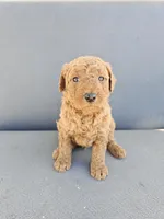 Mila , a female Goldendoodle for sale in Rancho Cordova, CA – Photo 4 of 7