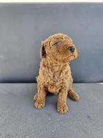 Mila , a female Goldendoodle for sale in Rancho Cordova, CA – Photo 5 of 7