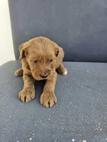 Buddy 2 , a male Goldendoodle for sale in Rancho Cordova, CA – Photo 1 of 3