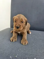 Buddy 2 , a male Goldendoodle for sale in Rancho Cordova, CA – Photo 3 of 3