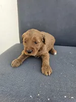 Buddy 2 , a male Goldendoodle for sale in Rancho Cordova, CA – Photo 2 of 3