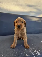 Buddy, a male Goldendoodle for sale in Rancho Cordova, CA – 4 of 9