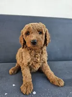 Milo, a male Goldendoodle for sale in Rancho Cordova, CA – 1 of 3
