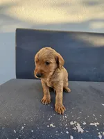 Buddy, a male Goldendoodle for sale in Rancho Cordova, CA – 6 of 9