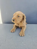 Buddy 3, a male Goldendoodle for sale in Rancho Cordova, CA – Photo 3 of 5