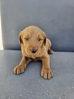 Buddy 3, a male Goldendoodle for sale in Rancho Cordova, CA – Photo 2 of 5