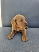 Buddy 3, a male Goldendoodle for sale in Rancho Cordova, CA – Photo 4 of 5