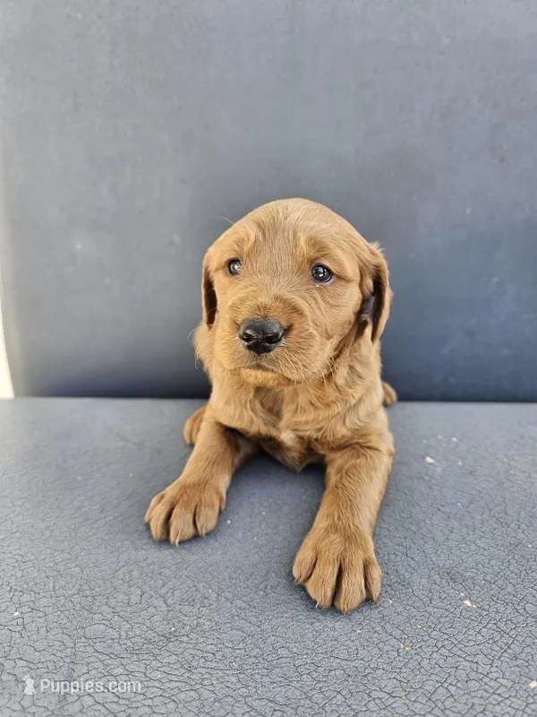 Buddy 3 – Goldendoodle puppy for sale in Rancho Cordova, CA