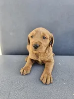 Buddy 3, a male Goldendoodle for sale in Rancho Cordova, CA – Photo 1 of 5