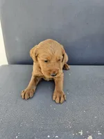 Buddy 3, a male Goldendoodle for sale in Rancho Cordova, CA – Photo 5 of 5