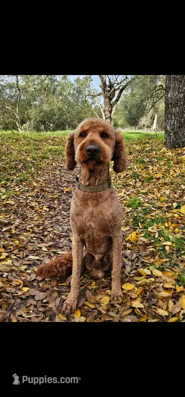 Milo  – Goldendoodle puppy for sale in Rancho Cordova, CA