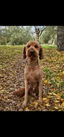 Milo , a male Goldendoodle for sale in Rancho Cordova, CA – 1 of 3