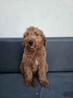Milo, a male Goldendoodle for sale in Rancho Cordova, CA – 3 of 10