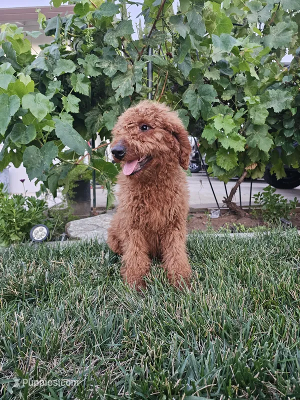 Lcuy – Goldendoodle puppy for sale in Rancho Cordova, CA