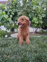 Lcuy, a female Goldendoodle for sale in Rancho Cordova, CA – 1 of 4