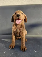 Milie, a female Goldendoodle for sale in Rancho Cordova, CA – 2 of 7
