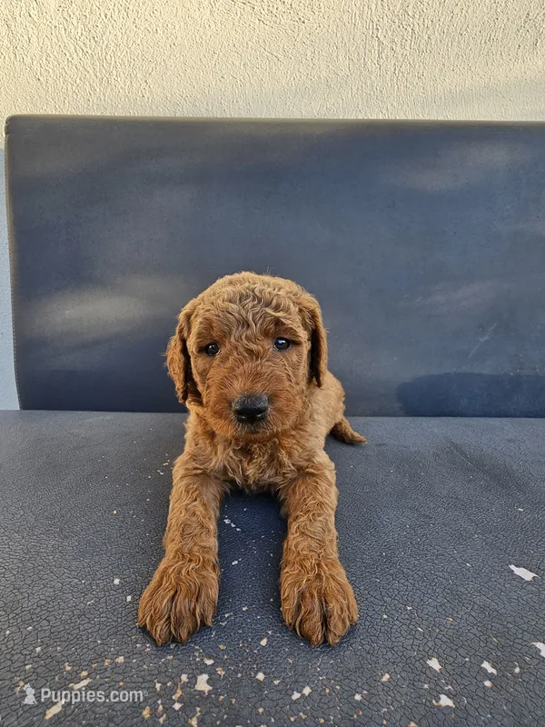Teddy – Goldendoodle puppy for sale in Rancho Cordova, CA
