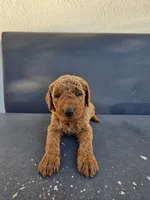 Teddy, a male Goldendoodle for sale in Rancho Cordova, CA – 1 of 9
