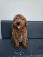 Milo, a male Goldendoodle for sale in Rancho Cordova, CA – 9 of 10