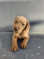Milie, a female Goldendoodle for sale in Rancho Cordova, CA – 7 of 7