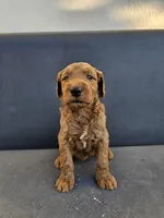 Milo, a male Goldendoodle for sale in Rancho Cordova, CA – 9 of 9