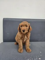 White, a male Goldendoodle for sale in Rancho Cordova, CA – Photo 2 of 5