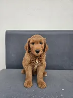 White, a male Goldendoodle for sale in Rancho Cordova, CA – Photo 4 of 5