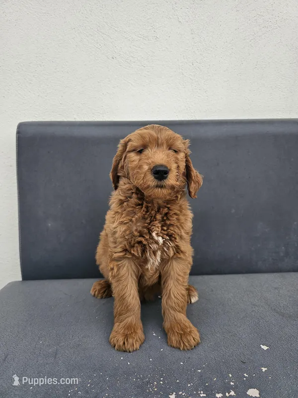 White – Goldendoodle puppy for sale in Rancho Cordova, CA