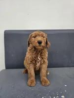 White, a male Goldendoodle for sale in Rancho Cordova, CA – Photo 1 of 5