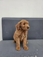 White, a male Goldendoodle for sale in Rancho Cordova, CA – Photo 5 of 5