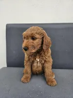 White, a male Goldendoodle for sale in Rancho Cordova, CA – Photo 3 of 5