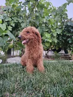 Lcuy, a female Goldendoodle for sale in Rancho Cordova, CA – 4 of 4