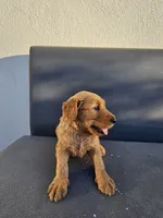 Lala, a female Goldendoodle for sale in Rancho Cordova, CA – 4 of 8