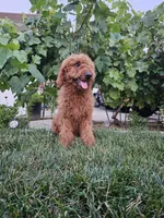 Lcuy, a female Goldendoodle for sale in Rancho Cordova, CA – 2 of 4