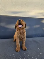 Teddy, a male Goldendoodle for sale in Rancho Cordova, CA – 5 of 9