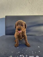 Lucy, a female Goldendoodle for sale in Rancho Cordova, CA – 5 of 6