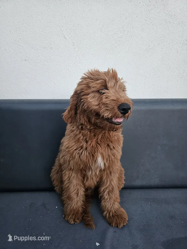 Milo – Goldendoodle puppy for sale in Rancho Cordova, CA
