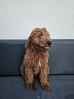 Milo, a male Goldendoodle for sale in Rancho Cordova, CA – 1 of 10