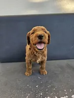 Milo, a male Goldendoodle for sale in Rancho Cordova, CA – 5 of 9