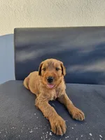 Lala, a female Goldendoodle for sale in Rancho Cordova, CA – 7 of 8