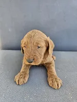 Buddy 5, a male Goldendoodle for sale in Rancho Cordova, CA – Photo 4 of 4