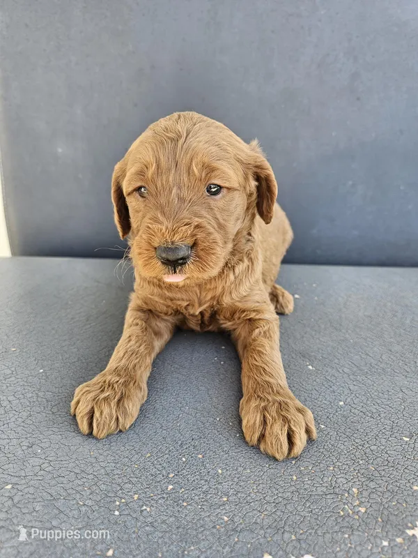 Buddy 5 – Goldendoodle puppy for sale in Rancho Cordova, CA
