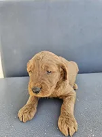 Buddy 5, a male Goldendoodle for sale in Rancho Cordova, CA – Photo 3 of 4