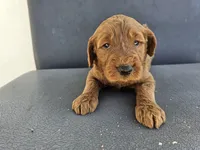 Buddy 5, a male Goldendoodle for sale in Rancho Cordova, CA – Photo 2 of 4