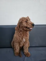 Milo, a male Goldendoodle for sale in Rancho Cordova, CA – 7 of 10