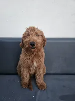 Milo, a male Goldendoodle for sale in Rancho Cordova, CA – 4 of 10