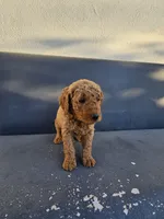 Teddy, a male Goldendoodle for sale in Rancho Cordova, CA – 9 of 9